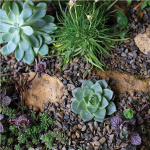Horticultural Alpine Grit Handy Pack